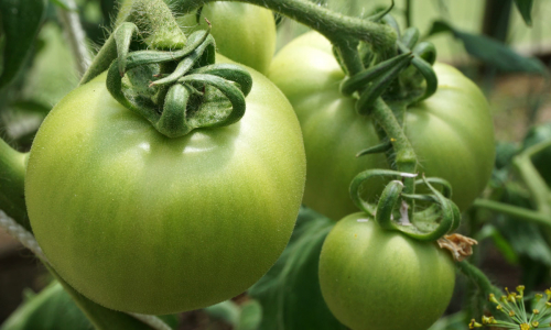 Сладкие, мясистые и сочные: 3 сорта томатов, которые называют «томатным мясом» — мнение агрономов